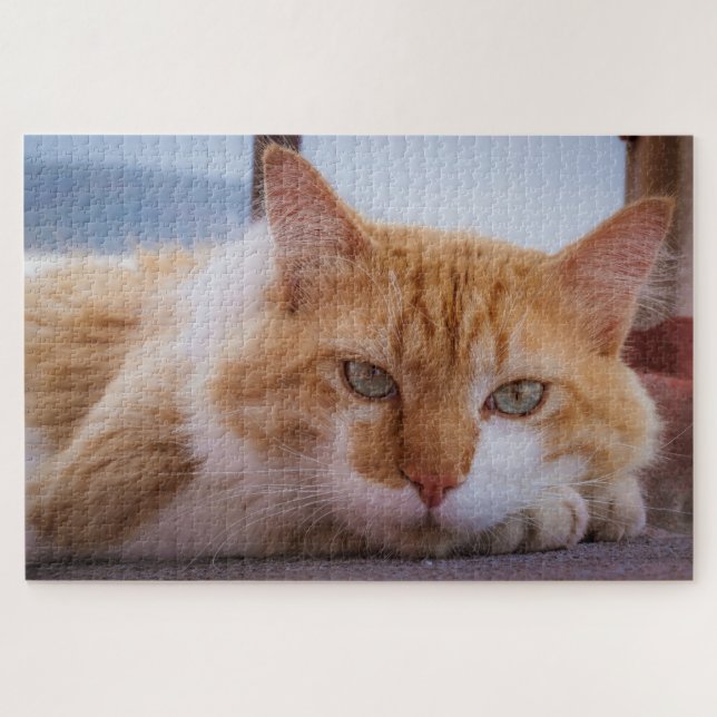 quebra-cabeça de gato hipnótico (Horizontal)