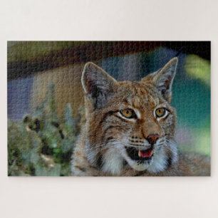 quebra-cabeça de gato lince