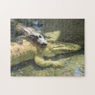 Quebra-cabeça de Gator Leucístico e Amigo