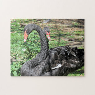 Quebra-cabeça de Jigsaw de Black Swans