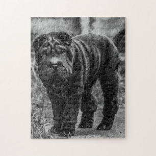 QUEBRA-CABEÇA DE JIGSAW DE CACHORRO DE SHAR PEI