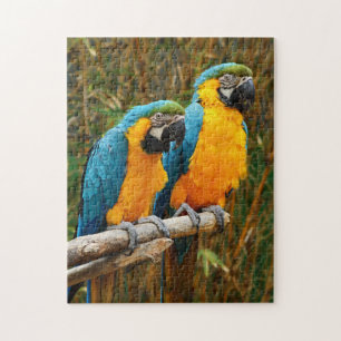 Quebra-cabeça de Macaw