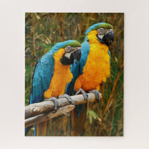 Quebra-cabeça de Macaw