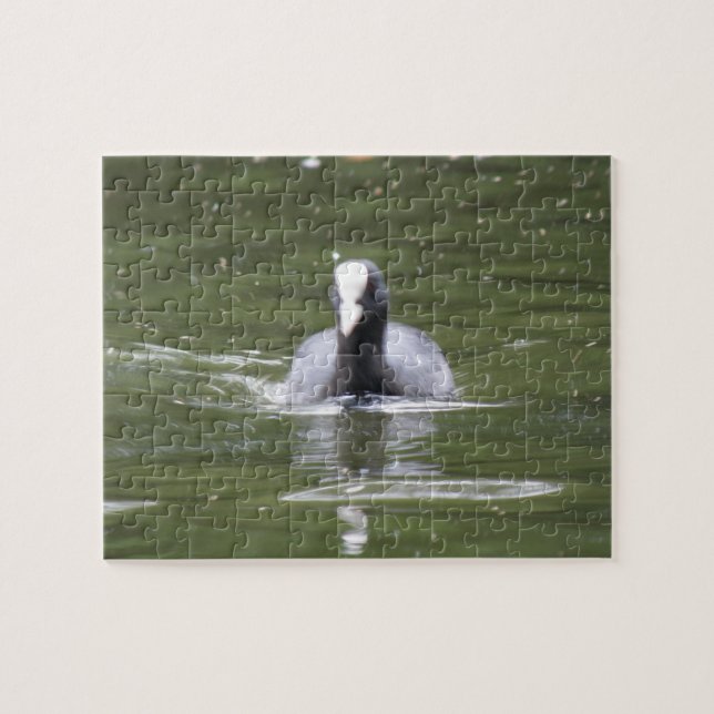 Quebra-cabeça de Nadação de Coot (Horizontal)