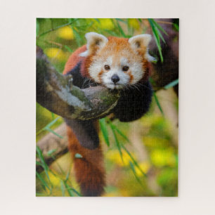 Quebra-cabeça de Panda Vermelha Adorável