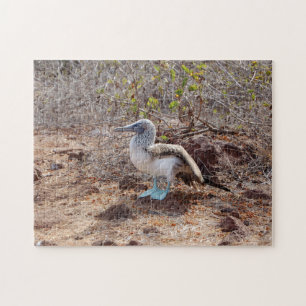 Quebra-cabeça de serra de vaivém azul-footed do