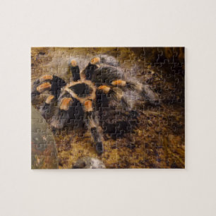 Quebra-cabeça de serra de vaivém do Tarantula
