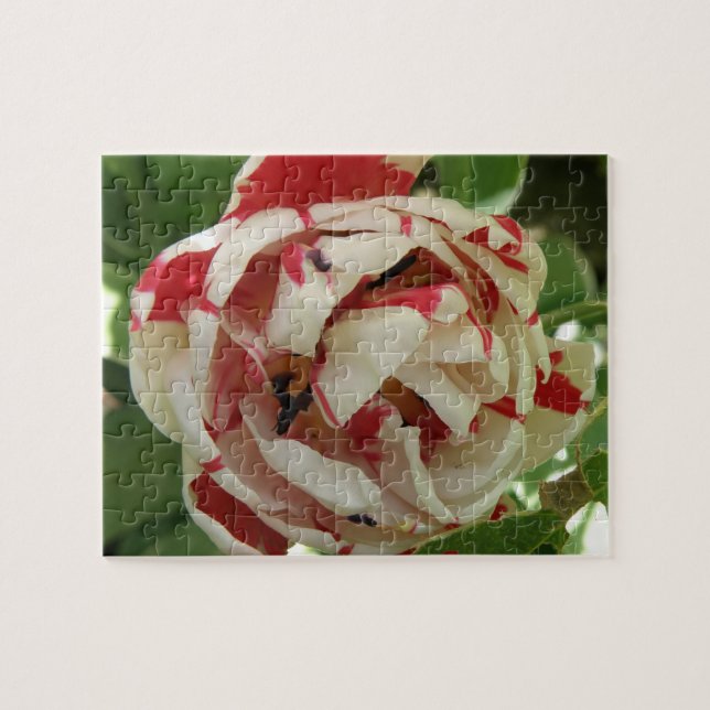 Quebra-cabeça de Tulipas Brancas e Rosa (Horizontal)