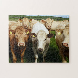 Quebra-cabeça de vacas castanhas