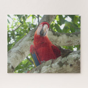 Quebra-cabeça de vida selvagem: Papagaio Vermelho