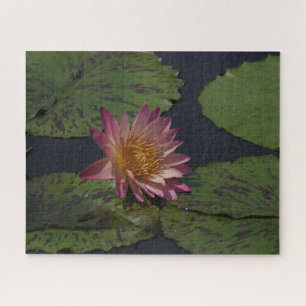 Quebra-cabeça de Waterlily Jigsera Rosa