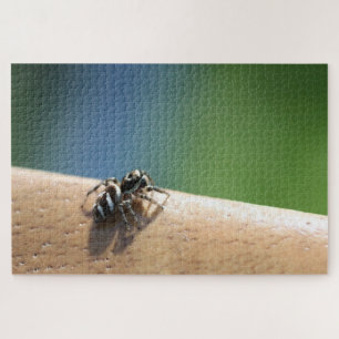 Quebra-cabeça de Zebra Spider