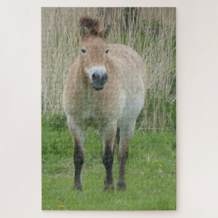Quebra-cabeça de Zoológico: Cute Przewalski Horse