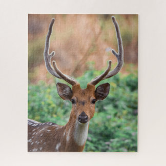 Quebra-cabeça Deer Stag Antlers Woodland Willife