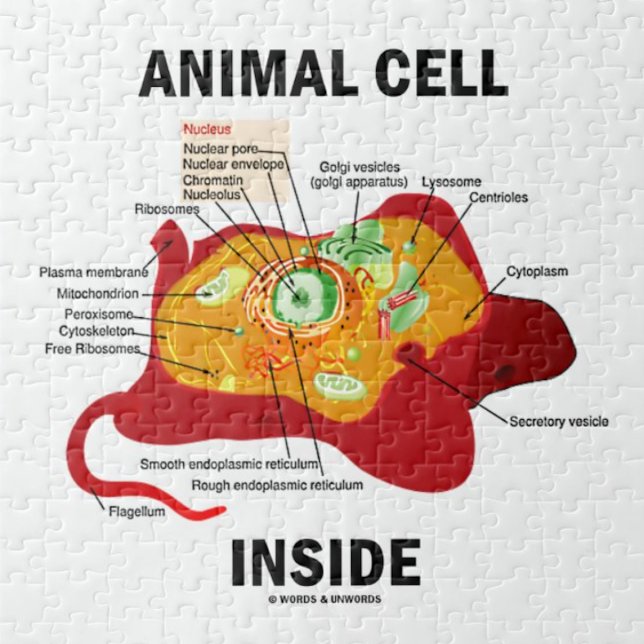 Quebra-cabeça Dentro de células de origem animal (Biologia, Euka (Jigsaw puzzle for anyone with eukaryotic cells featuring biology truism saying "Animal Cell Inside")