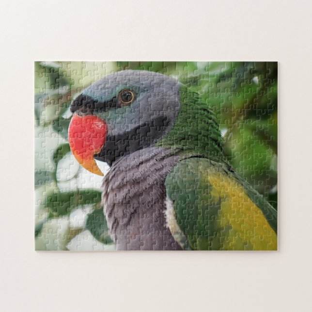 Quebra-cabeça Derbyan Parakeet Jigsaw Puzzle (Horizontal)