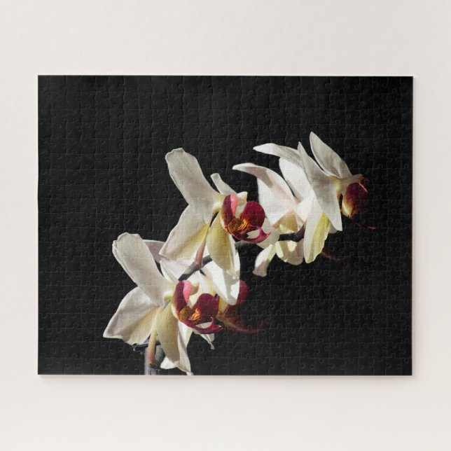 Quebra-cabeça Destaques Florais das Orquídeas Brancas de Phalaen (Horizontal)