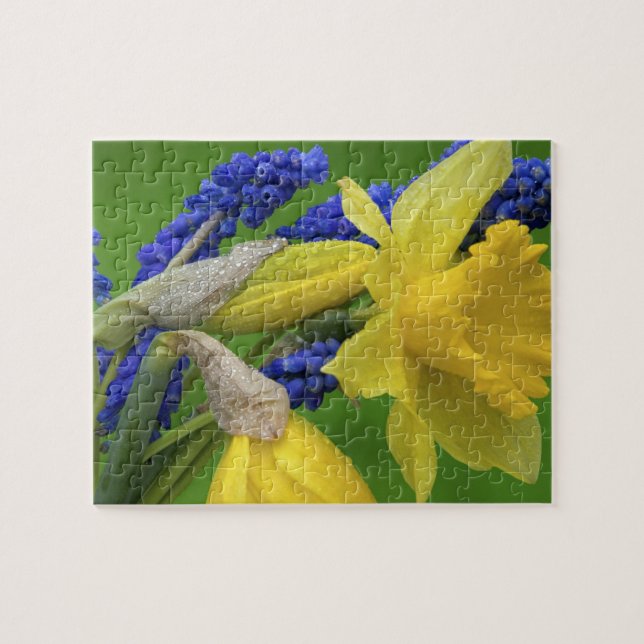 Quebra-cabeça Detalhe das flores de narciso e jacinto. Crédito (Horizontal)
