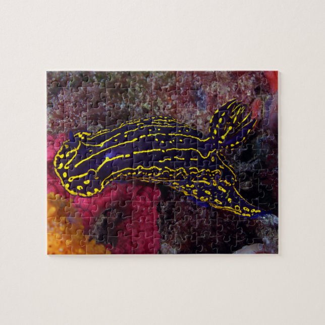 Quebra-cabeça Deusa do Mar Regal Nudibranch Felimare picta (Horizontal)