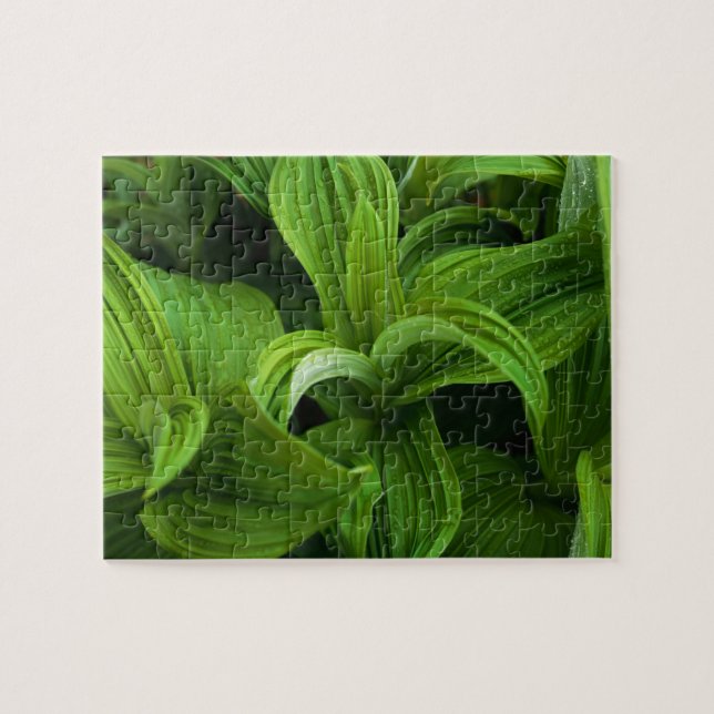 Quebra-cabeça Dewdrops em um Helabore falso (Horizontal)