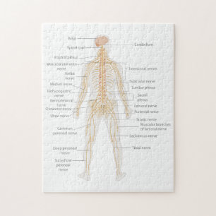 Quebra-cabeça Diagrama do Corpo do Sistema Nervoso Humano