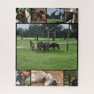 Quebra-cabeça Dias no Zoológico - Colagem de Animais Puzzle