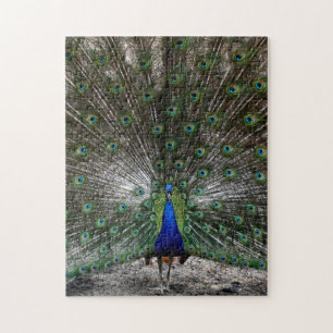 Quebra-cabeça difícil das penas do pavão dos