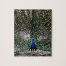 Quebra-cabeça difícil das penas do pavão dos