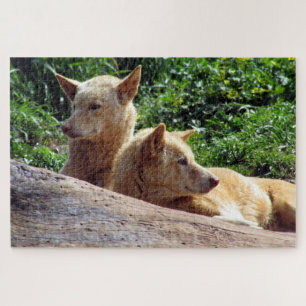 Quebra-cabeça dingo