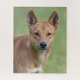 Quebra-cabeça Dingo Portrait Puzzle – Australian Wildlife Art Ga
