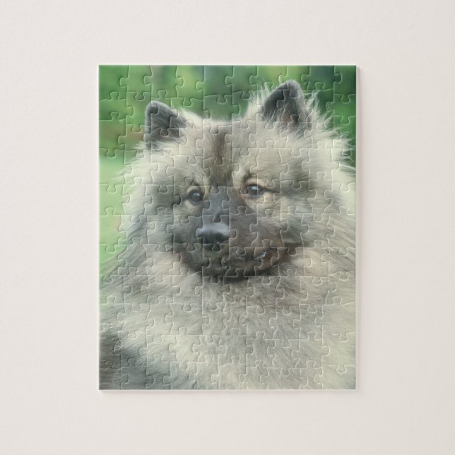 Quebra-cabeça do cão do Keeshond (Vertical)