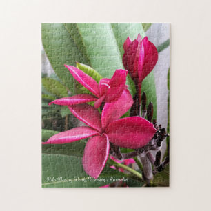 Quebra-cabeça do Frangipani: Beleza de Hilo