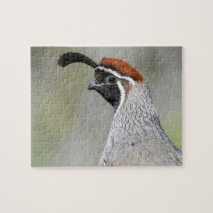 Quebra-cabeça do Gambel Quail