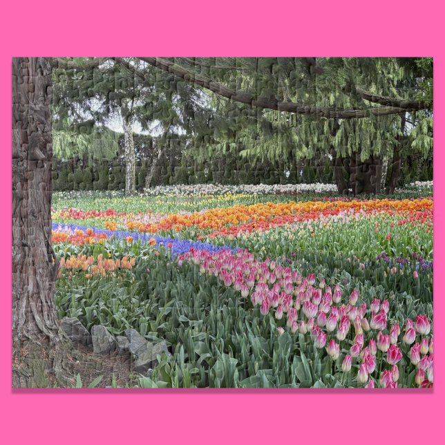 Quebra-cabeça do Jardim de Tulipas Skagit Valley W (Criador carregado)