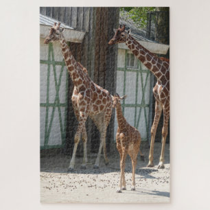 Quebra-cabeça do jardim zoológico: Girafas com