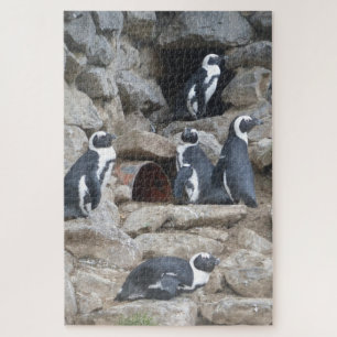 Quebra-cabeça do jardim zoológico: Pinguins