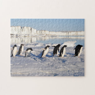 Quebra-cabeça do jogo de pinguins