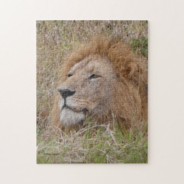 quebra-cabeça do LION MACHO CLOSE-UP (Vertical)