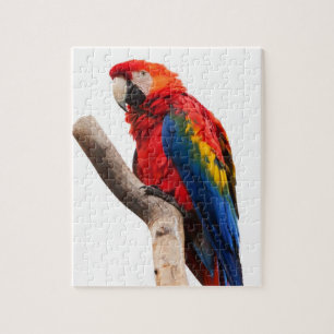 Quebra-cabeça do papagaio do Macaw