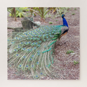 Quebra-cabeça do pavão