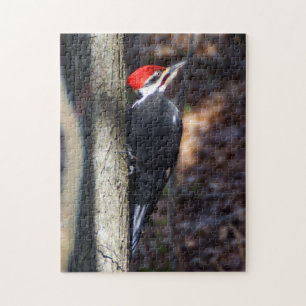 Quebra-cabeça do pica-pau de Pileated