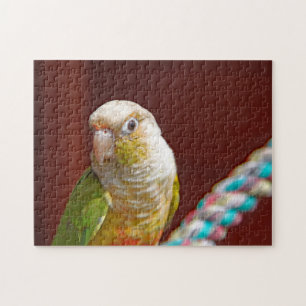 Quebra-cabeça do Pineapple Conure