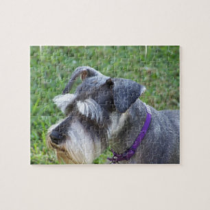 Quebra-cabeça do Schnauzer