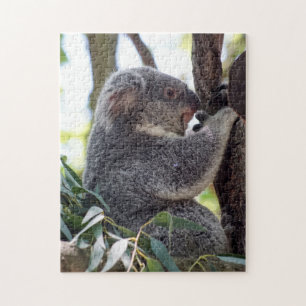 Quebra-cabeça do urso de Koala