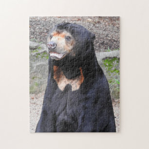 Quebra-cabeça do urso de Sun