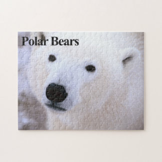 Quebra-cabeça do Urso Polar 11
