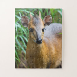 Quebra-cabeça do Zoológico Infantil