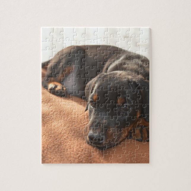 Quebra-cabeça doberman-pinscher-filhote (Vertical)