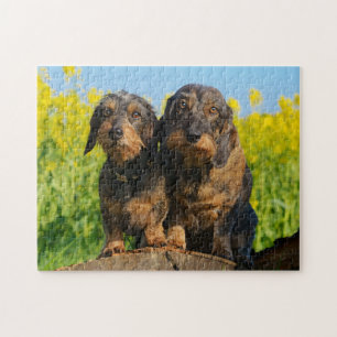 Quebra-cabeça Dois Cães Bonitos Dachshances Dackel Amigos Pet Fo