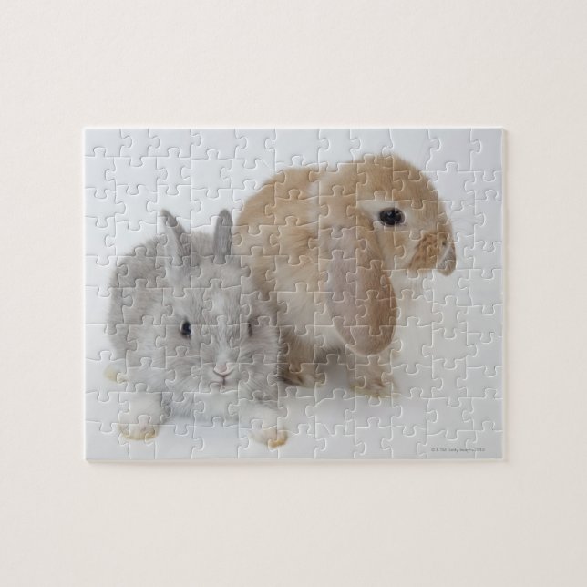 Quebra-cabeça Dois coelhos. Holanda Anã e Holland Lop. (Horizontal)